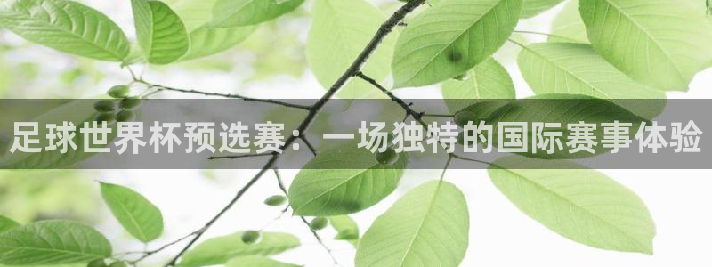 看世界杯：足球世界杯预选赛：一场独特的国际赛事体验